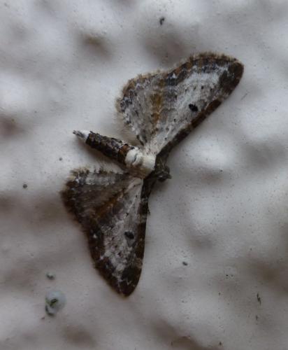 Réf. 271 067 : Eupithecia succenturiata